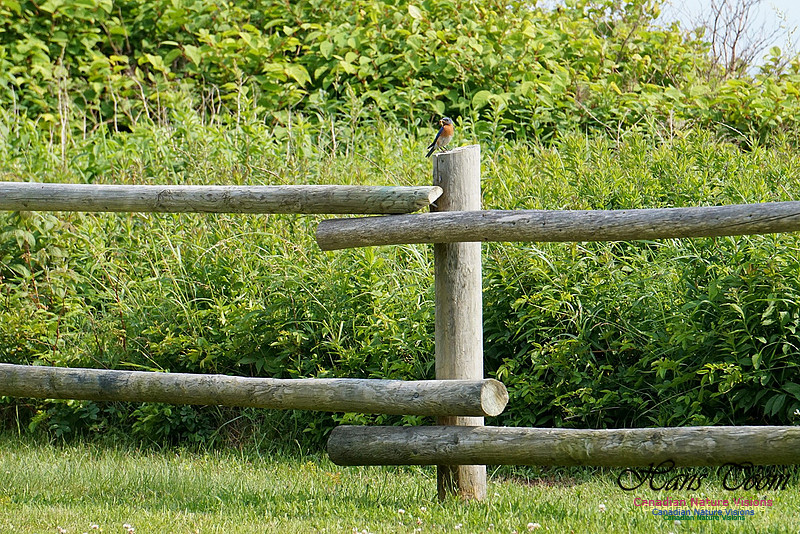 Eastern Bluebird 105