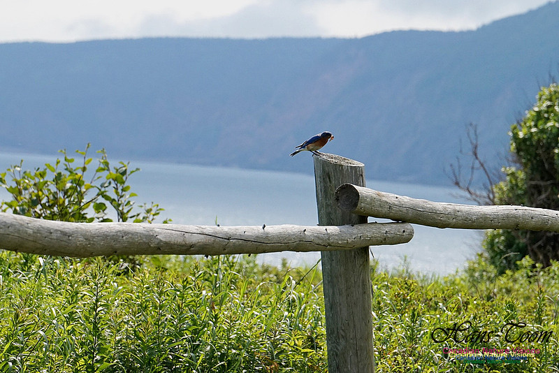 Eastern Bluebird 106