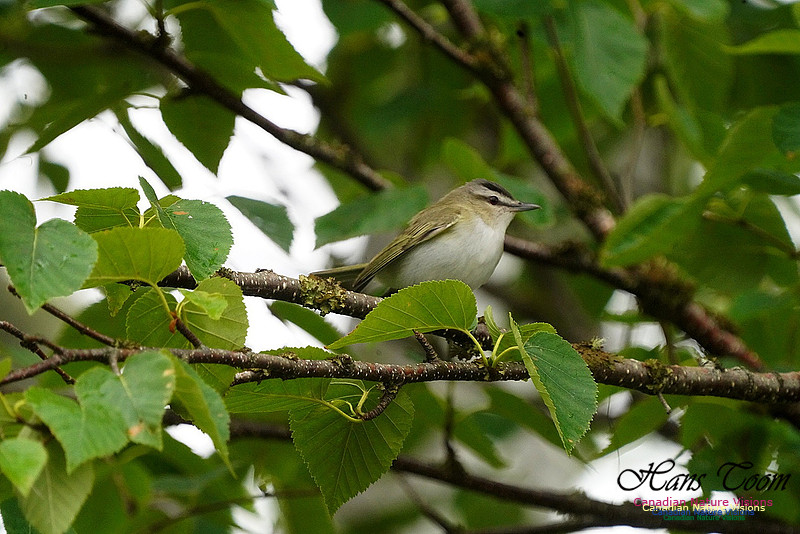 Red-eyed Vireo 100