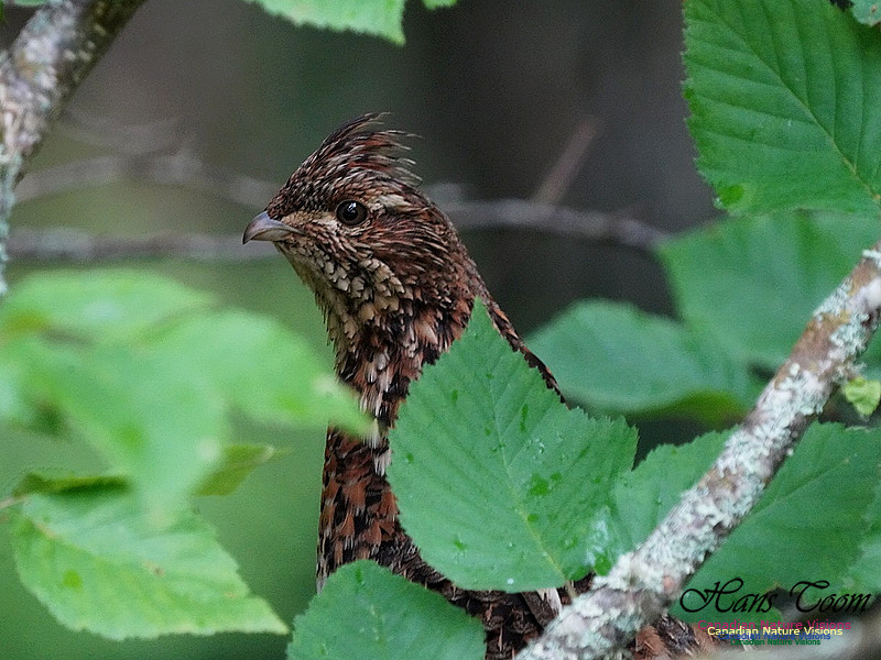 Ruffed Grouse 200
