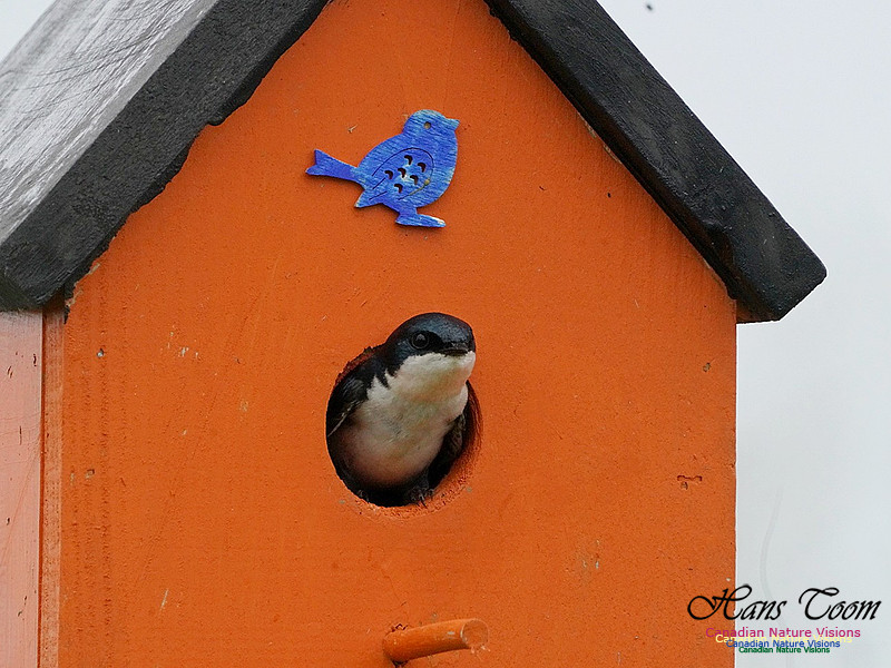 Tree Swallow 100