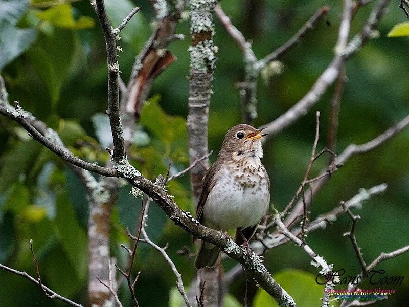 Swainson's Thrush 100