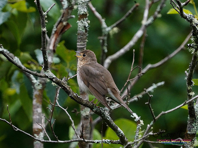 Swainson's Thrush 101
