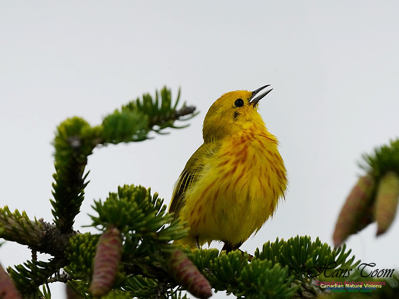 Yellow Warbler 100