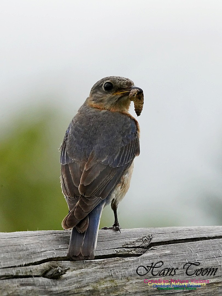 Eastern Bluebird 101