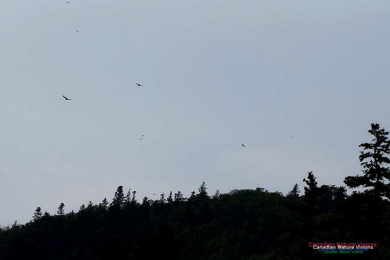 Nine Turkey Vultures 100