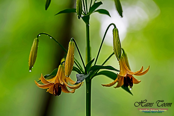 Canada Lily and Raindrops 2020 3