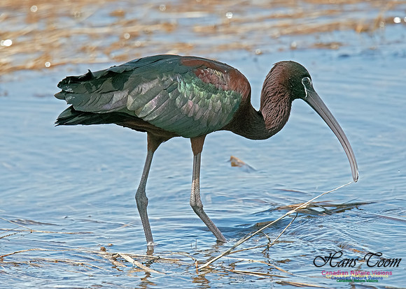 Glossy Ibis 12
