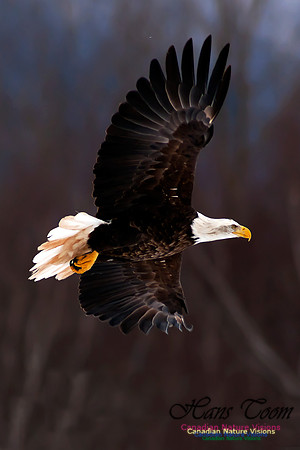 Bald Eagle