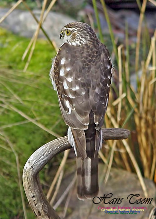 Sharp-shinned Hawk 9