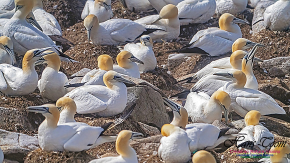 Cape St. Mary's 102