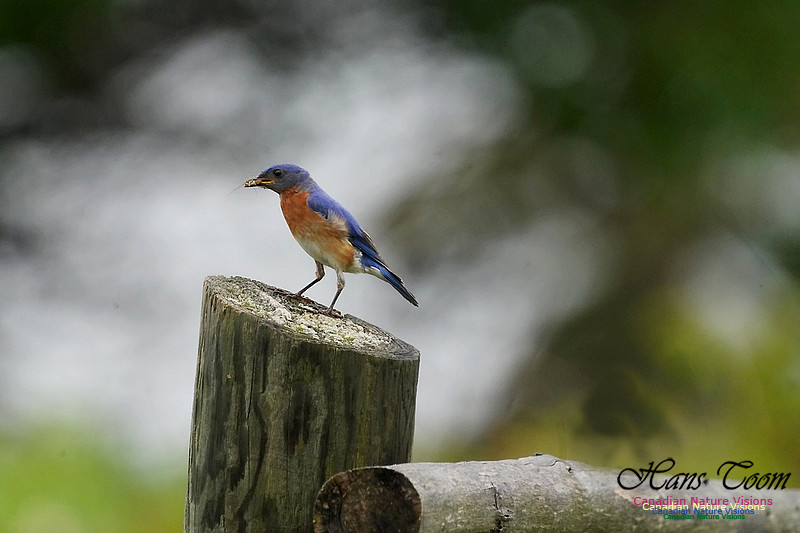 Eastern Bluebird 501
