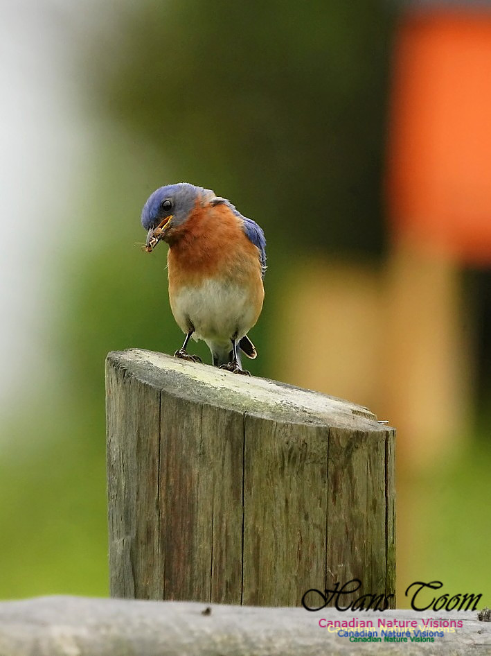 Eastern Bluebird 502