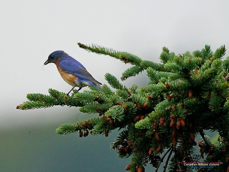 Eastern Bluebird 504