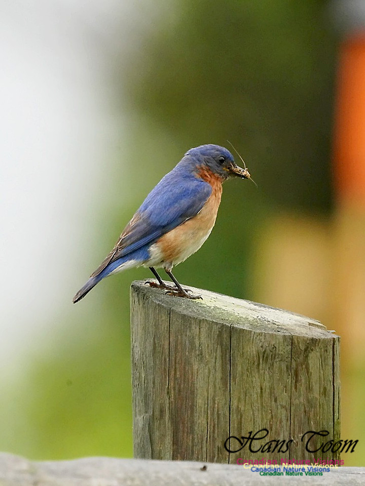 Eastern Bluebird 503