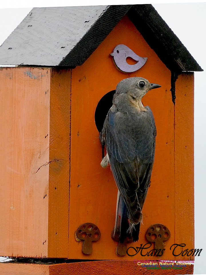 Eastern Bluebird 500
