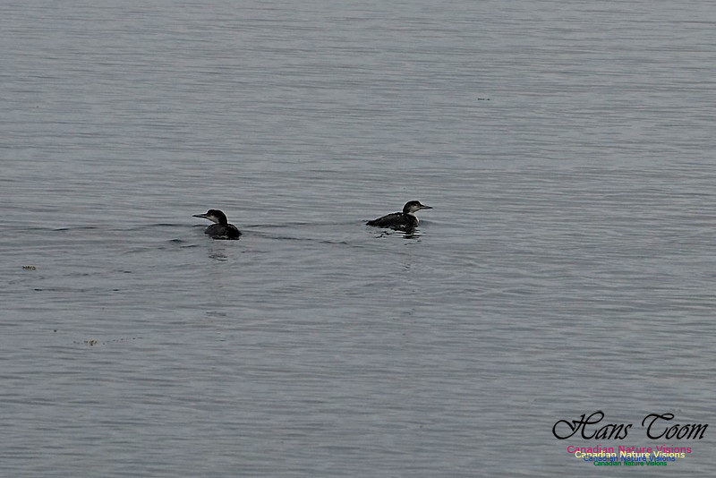 Common Loon 100
