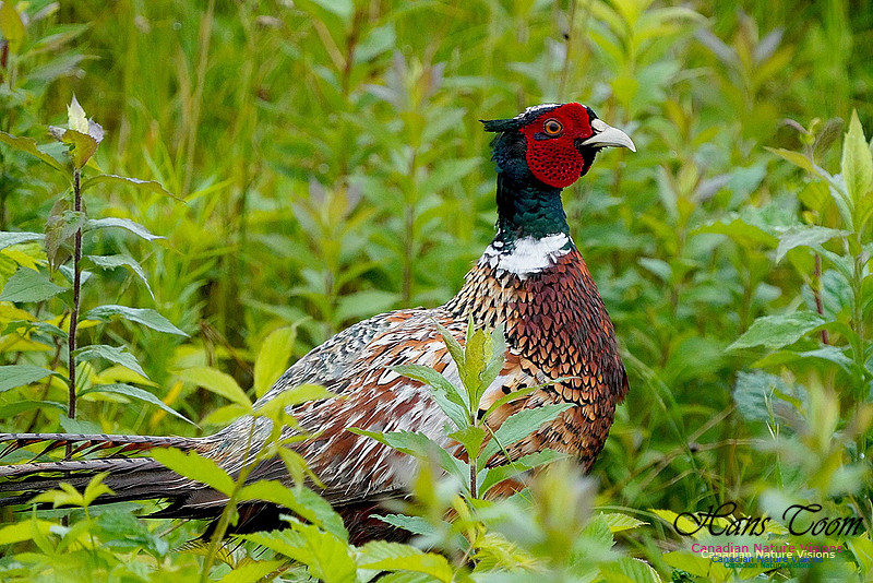 Ring-necked Pheasant 100