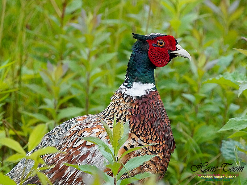 Ring-necked Pheasant 101