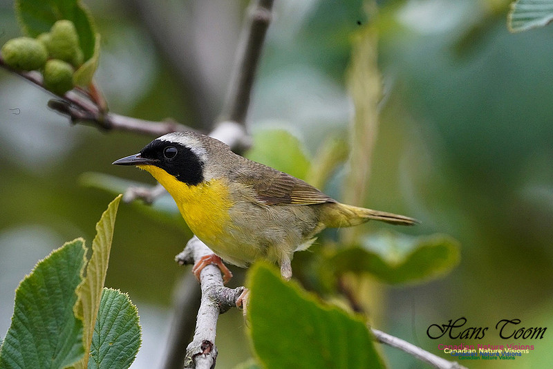 Common Yellowthroat 500