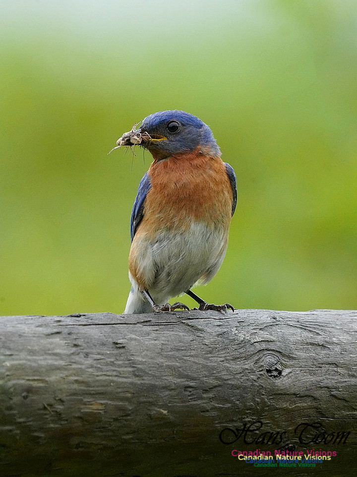 Eastern Bluebird 505