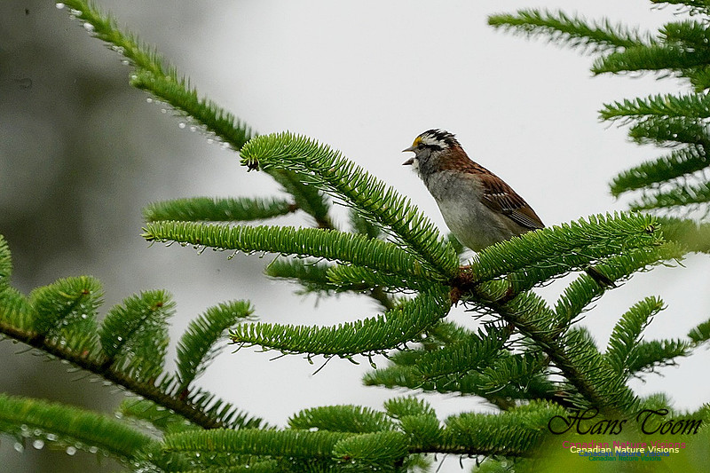 White-throated Sparrow 100