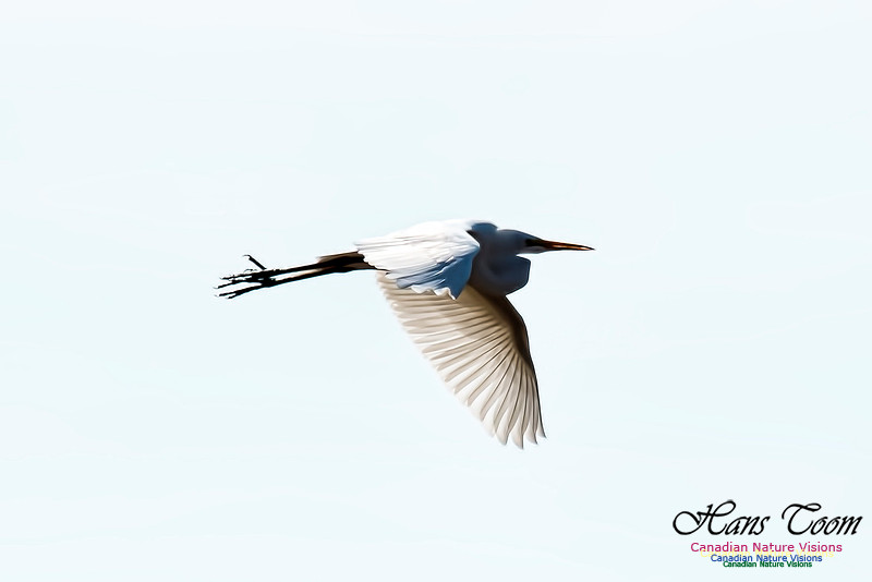 Great Egret