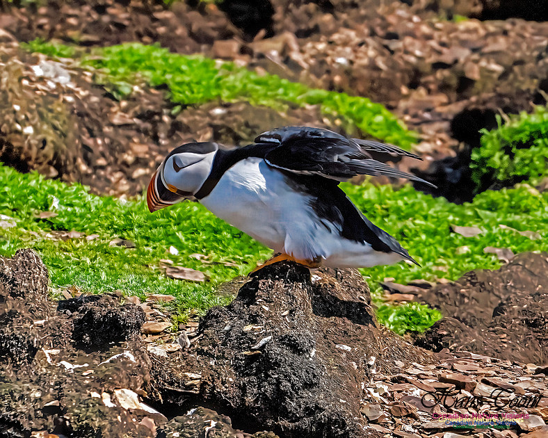 Elliston and Atlantic Puffins 142
