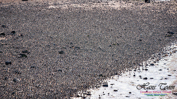 Peeps Evangeline Beach 2024 945