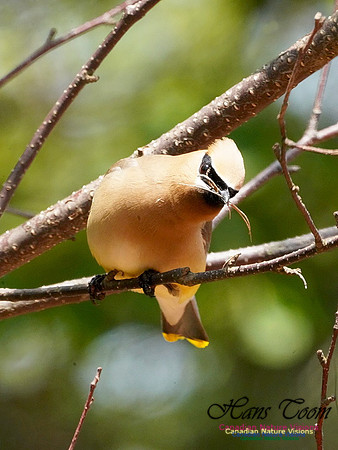 Cedar Waxwing 200