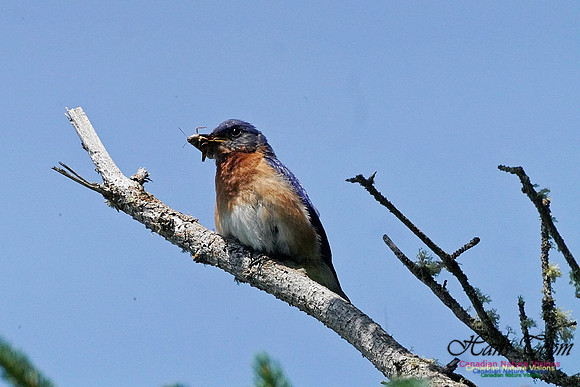 Eastern Bluebird 700