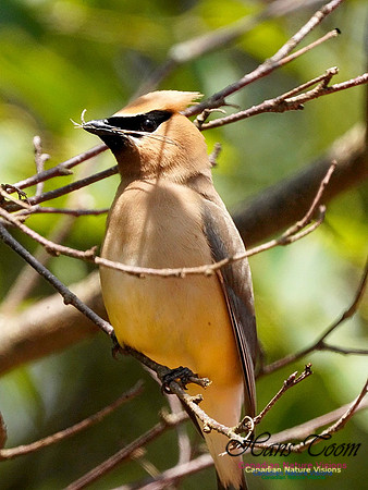 Cedar Waxwing 201
