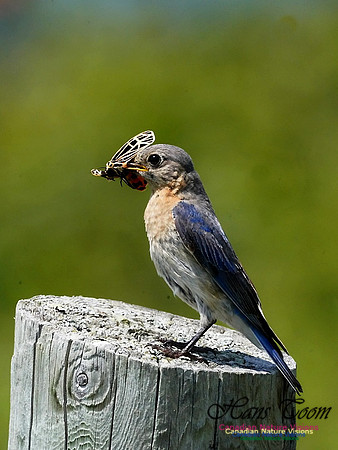 Eastern Bluebird 701