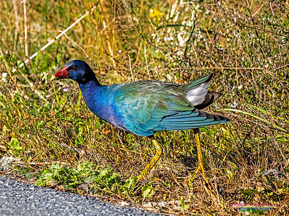 Purple Gallinule 102