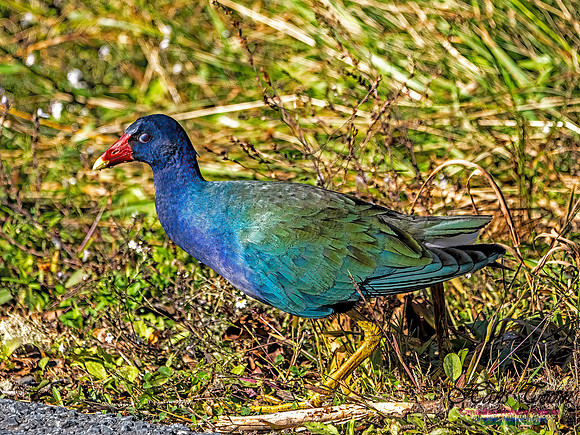 Purple Gallinule 105