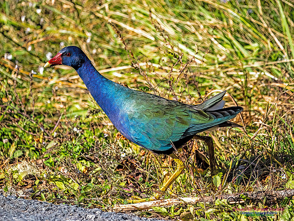 Purple Gallinule 104