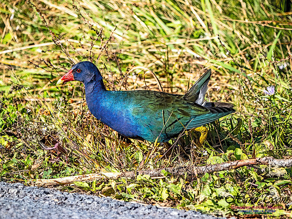 Purple Gallinule 106