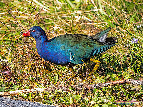 Purple Gallinule 108
