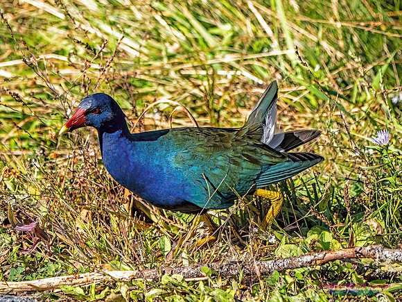 Purple Gallinule 107