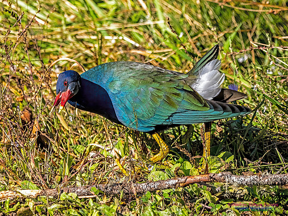 Purple Gallinule 109