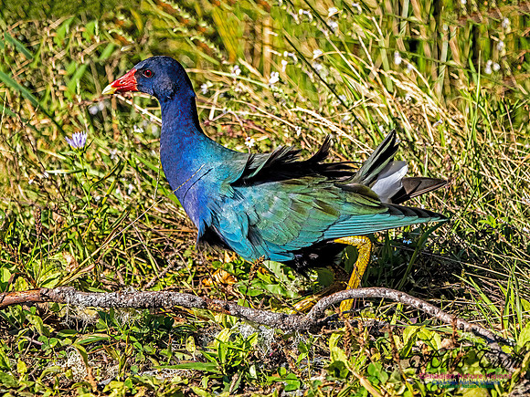 Purple Gallinule 110