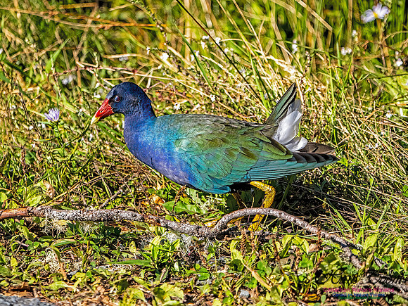 Purple Gallinule 111