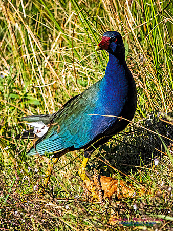 Purple Gallinule 112