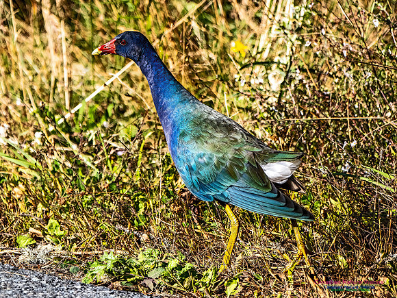 Purple Gallinule 100