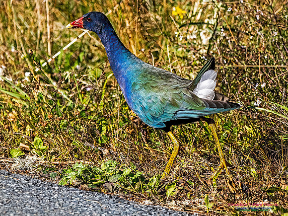 Purple Gallinule 101