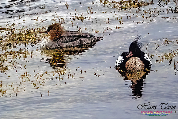 Red-breasted Merganser 403