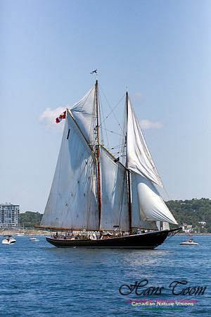 Bluenose II 10