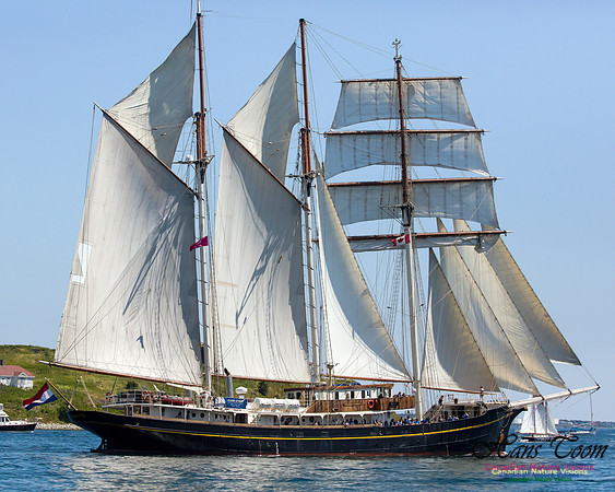 Gulden Leeuw 5