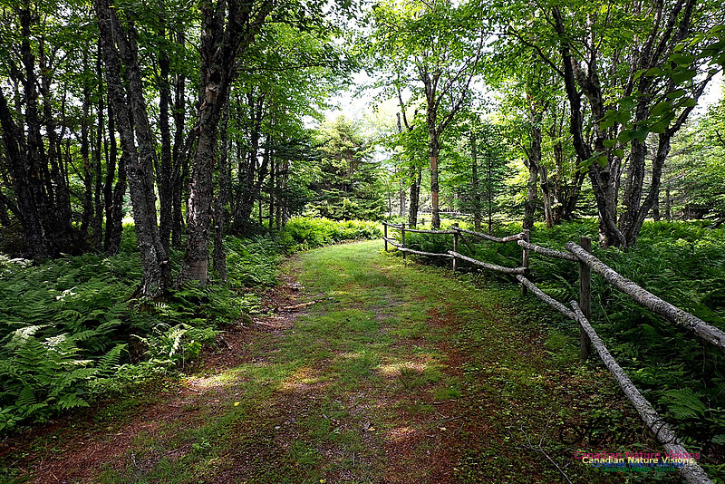 Squally Point Trail 102