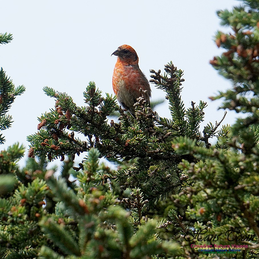 White-winged Crossbill 102